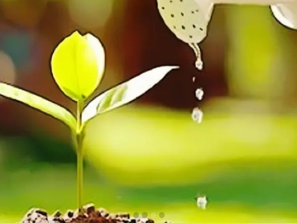 民國115年希望的種子-院生培植專案